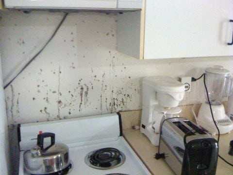 Beautiful How to Prevent Mold In the Kitchen