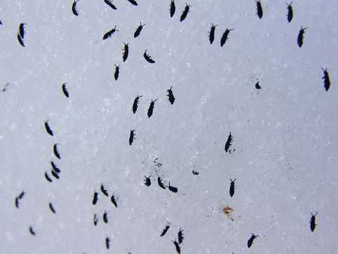 Tiny Black Bugs in Bathroom